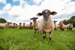 Imagefoto Schafe auf der Weide Bauernhof Landwirtschaft in Pforzheim Firmenfoto